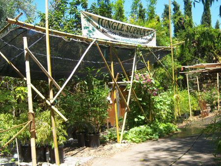 Jungle Supply Bamboo Nursery Photo